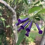 Iochroma cyaneum Blomma