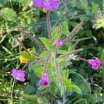 Epilobium hirsutum Vivejo