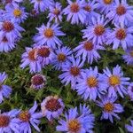 Symphyotrichum dumosum Blüte
