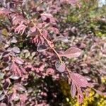 Loropetalum chinenseLeaf