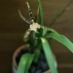Brassia arachnoidea Fiore