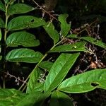 Ophiocaryon heterophyllum Leaf