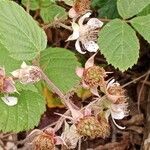 Rubus echinatus Frugt