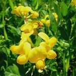 Lotus corniculatus फूल