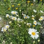 Leucanthemum heterophyllum Žiedas