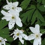 Anemonoides quinquefolia Blüte