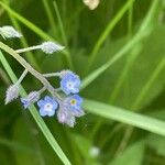 Myosotis arvensis Hàbitat