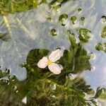 Elodea densa 花