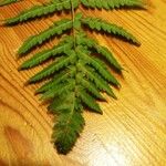 Dryopteris carthusiana برگ