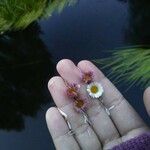 Bellis perennisFlors