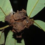 Neostenanthera neurosericea Fruit