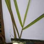 Bothriochloa bladhii ഇല