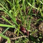 Allium cepa Hoja