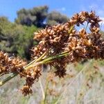 Cladium mariscus ফল