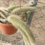 Cleistocactus winteri Blad