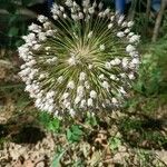 Allium polyanthum Bloem