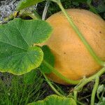 Cucurbita maxima Fruit