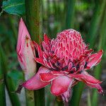 Etlingera elatior Flower