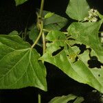 Mikania vitifolia ഇല