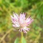 Gomphrena haenkeana Blüte