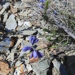 Polygala microphylla Fiore