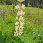 Lupinus perennis 花