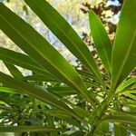 Euphorbia mellifera Lapas