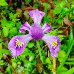 Iris tenax Blomst