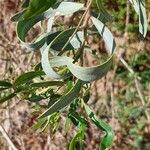 Acacia saligna Leaf