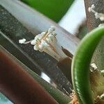Euphorbia leuconeura Flor