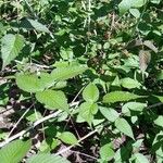 Rubus fraxinifolius Fruto