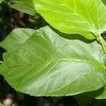 Morus celtidifolia Blatt