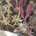 Teucrium webbianum Hoja