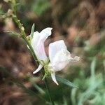 Linaria nivea Flor