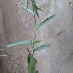 Caperonia palustris Φύλλο