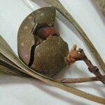 Clavija lancifolia Otro