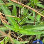 Commelina forskaolii Lapas