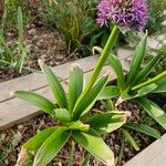 Allium giganteum 整株植物