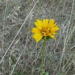 Coreopsis lanceolataЦвят