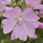 Malva alcea Virág