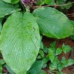 Curcuma decipiens পাতা