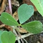 Trifolium dubium Foglia