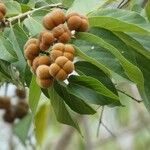 Grewia glandulosa Fruit