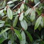 Rhododendron fulvum Hoja