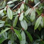 Rhododendron fulvum Foglia