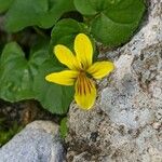 Viola biflora Cvet