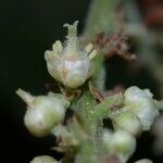 Cupania rufescens Fruit