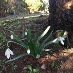 Galanthus elwesii Flower