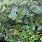 Periploca graeca Hoja