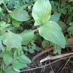 Commelina benghalensis List